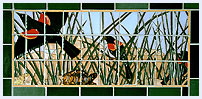 Red Wing Blackbirds in the Reeds